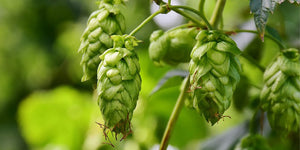 Mystery Solved: What are hops in beer?