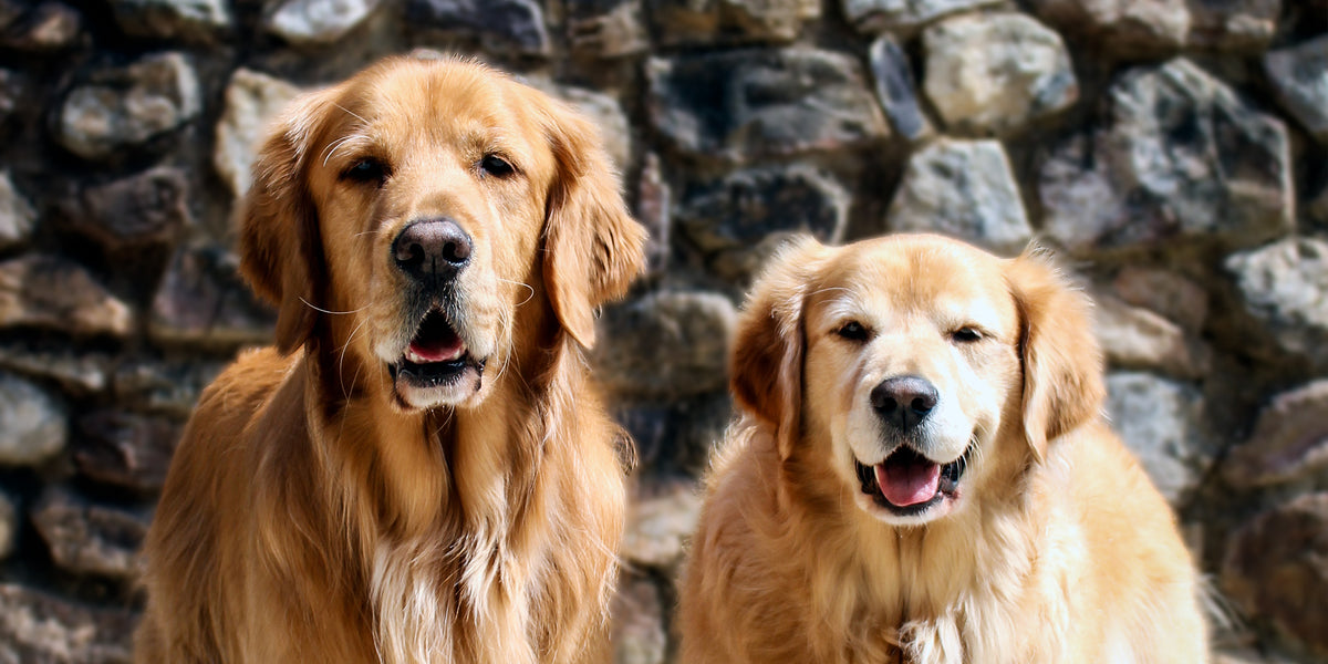 NOW AVAILABLE - Gifts For Your Pets
