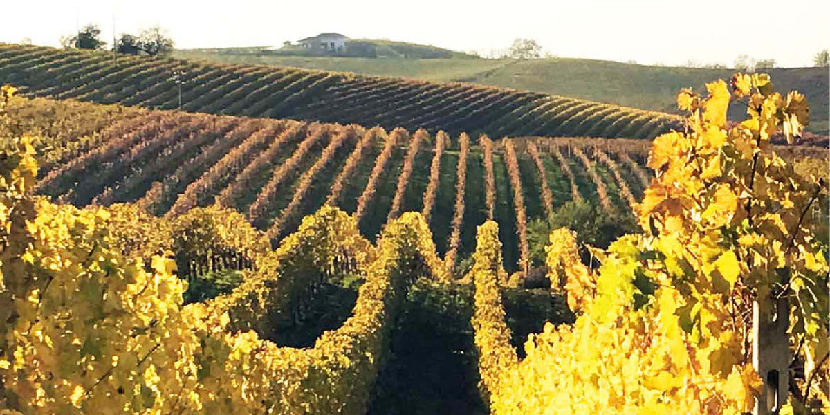 The Marvel of Moscato