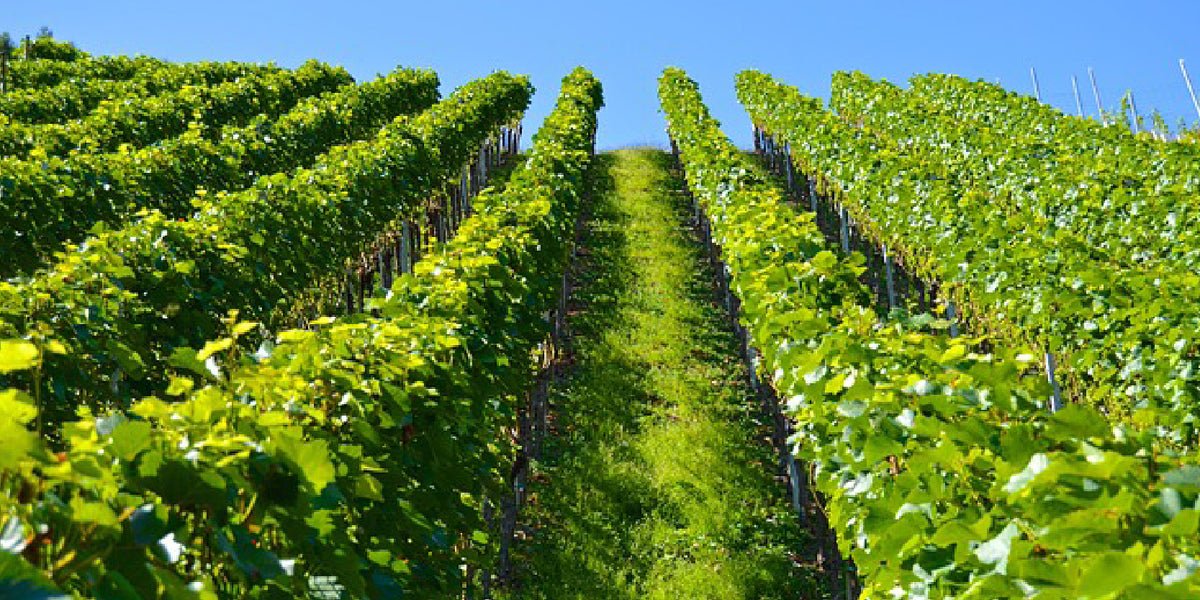 The History Lesson You Never Learned About Virginia Wine