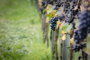 Why Pinot Noir is the Hardest Grape to Grow