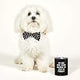 SBDS Sips 12oz Black Tumbler - My Dog