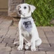 SBDS Pets Pet Bandana - Instafamous
