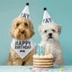 SBDS Pets Pet Birthday Box